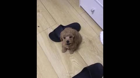 Baby Dogs Cute and Funny Dog Videos Compilation 1 Cute Funny Buddy