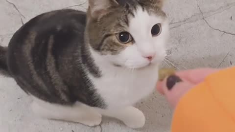 This Cat Is Blind But He Never Misses His Snack