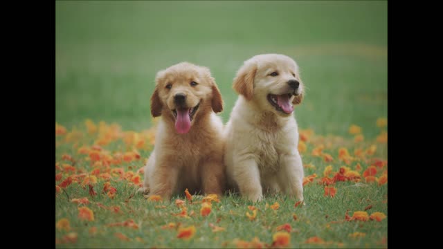 Cute animals with background music