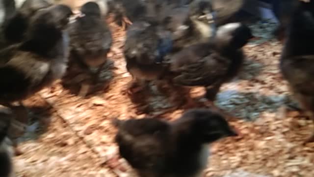 Australorp Chicks