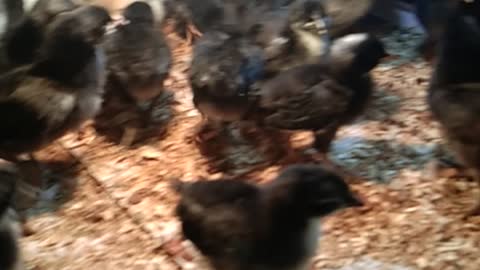 Australorp Chicks