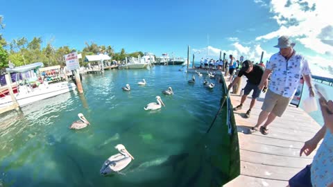 KaraBand Tarpon Hand Feed Frenzy