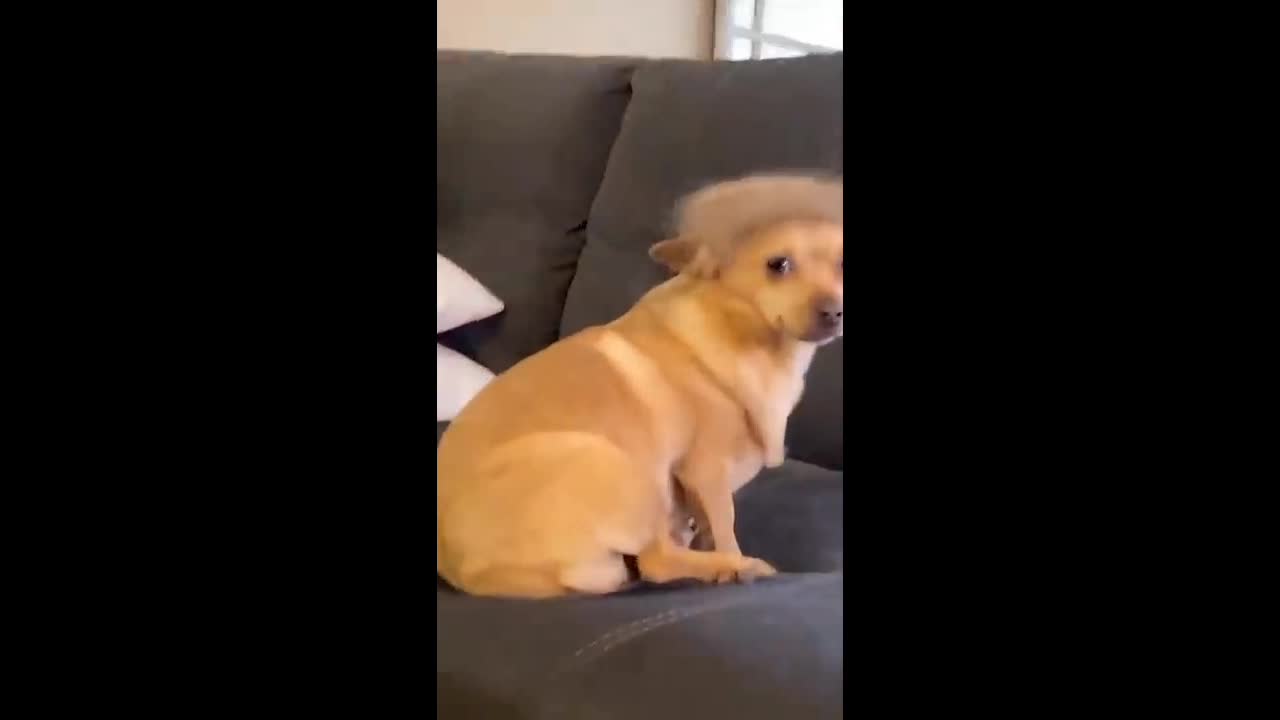 The owner of the dog put the hair on the the head of the dog 🐶🐶