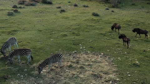 FORGET CATS! Funny KIDS vs ZOO ANIMALS are WAY FUNNIER! - TRY NOT TO LAUGH