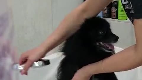 Dirty Pup Heads Right to Tub after Walk