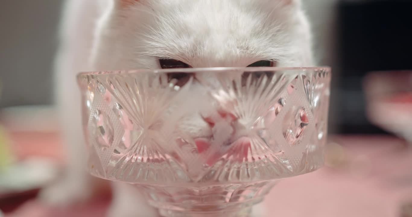 A Cat Licking The Crystal Glass