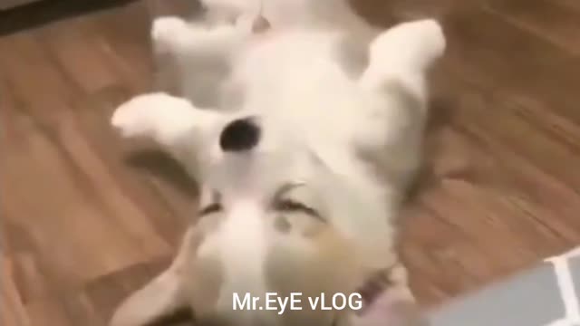 CUTE DOG FUNNY VIDEO