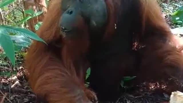 Orangutan-jantan-Dewasa-makan