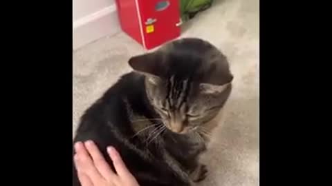 Cat Funny Video 🤣🤣