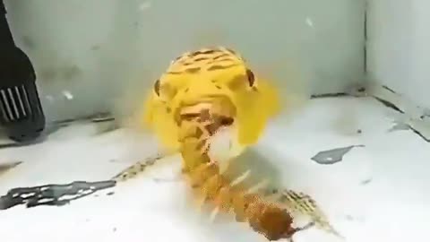 Fish Destroying Everything