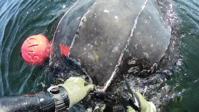 Saving a Huge Leatherback Turtle from Tiger Sharks