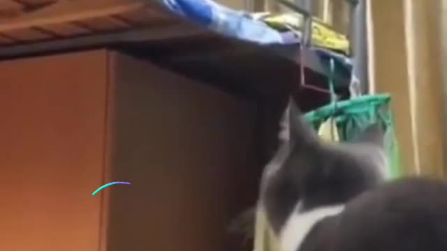 Cat jumping fails compilation