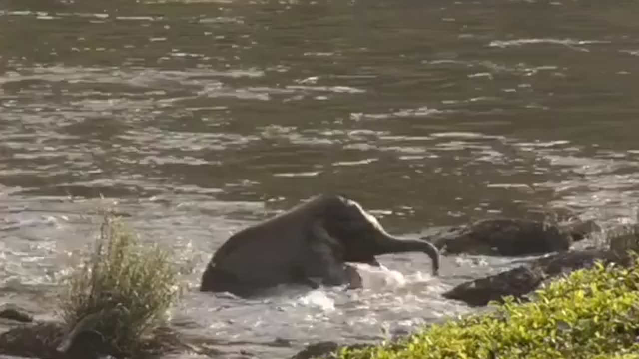 Wildlife in Closer View with natural perspective.