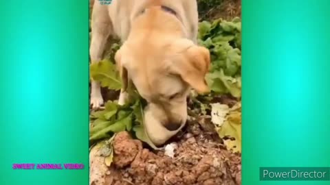 Cute and Funny Cat and Dog Video Compilation 😺😍 | Funny Animals #1 #2022