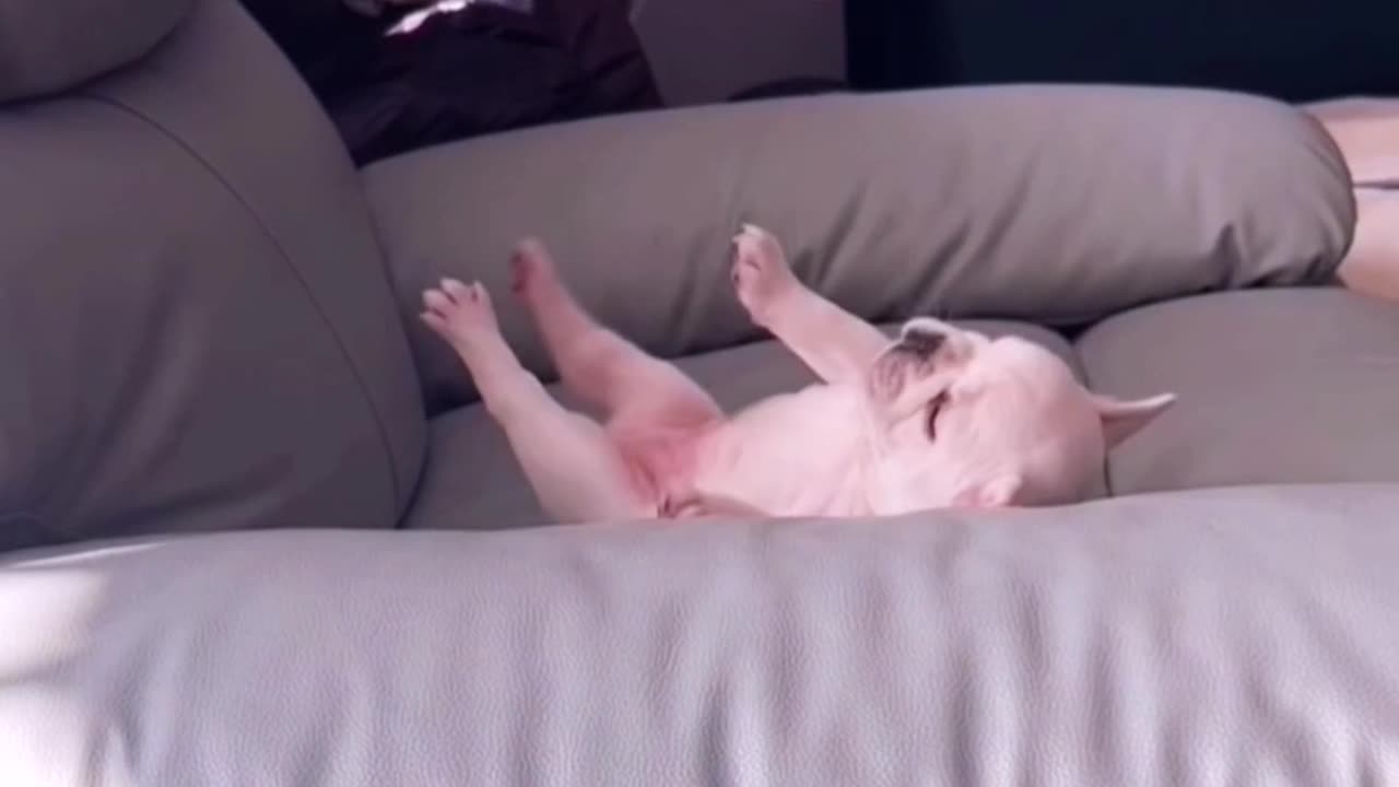 Funny baby dog