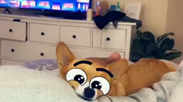 Butterfly eyes for your corgi