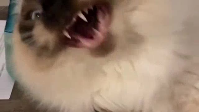 Cat Talking uhmmmwam...