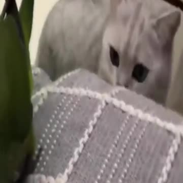 CUTE AND SMART CUTE DOGS AND CATS #shorts