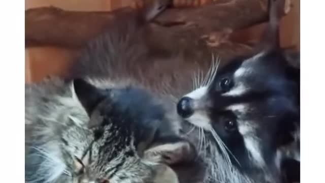 Scratch your ear ...