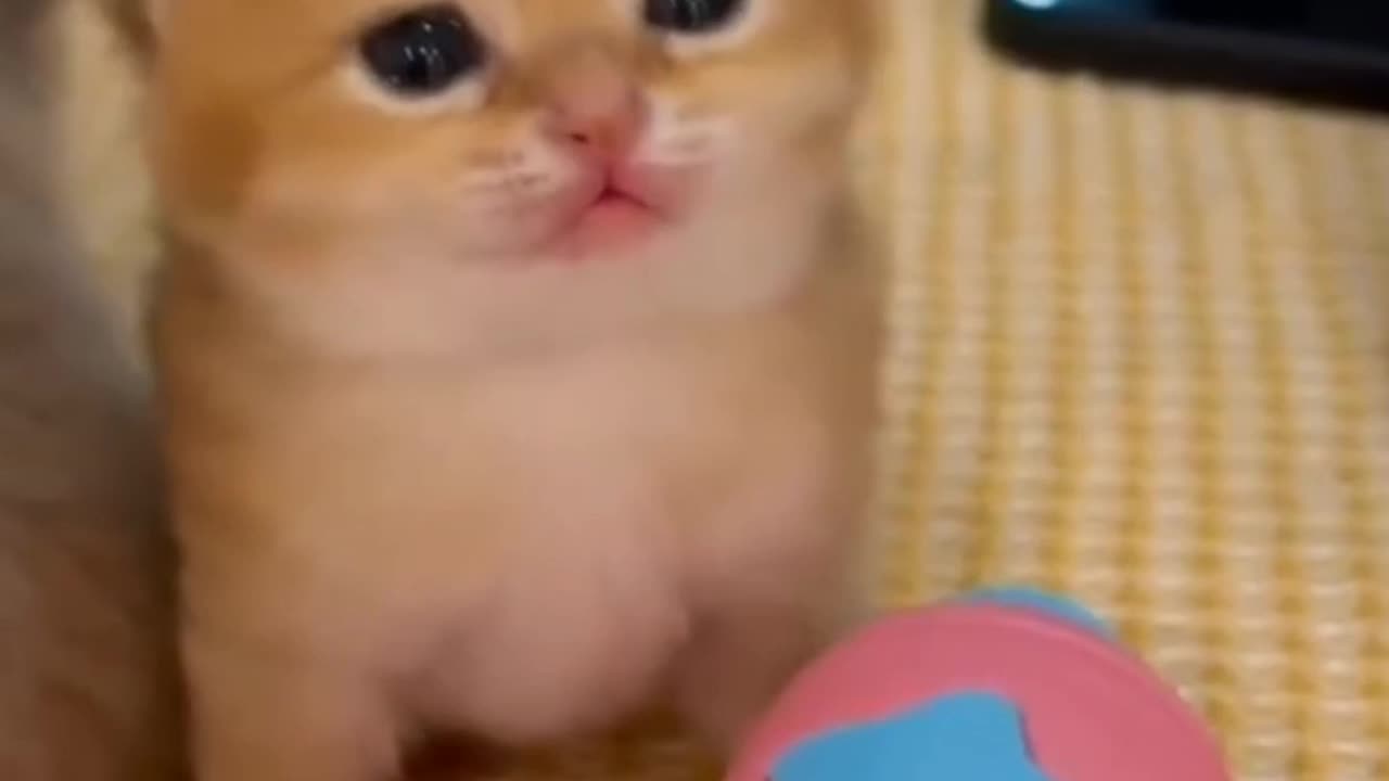 Cat video