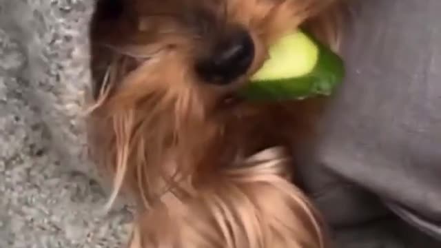 Dogs that get angry after eating fruits and vegetables