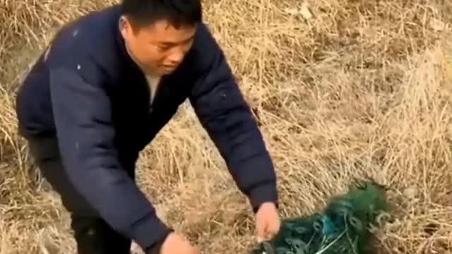 Peacock Attack A Man