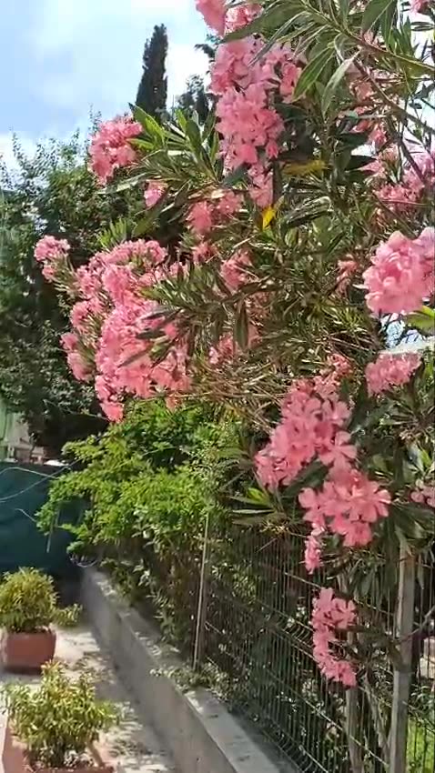 Pink oleander