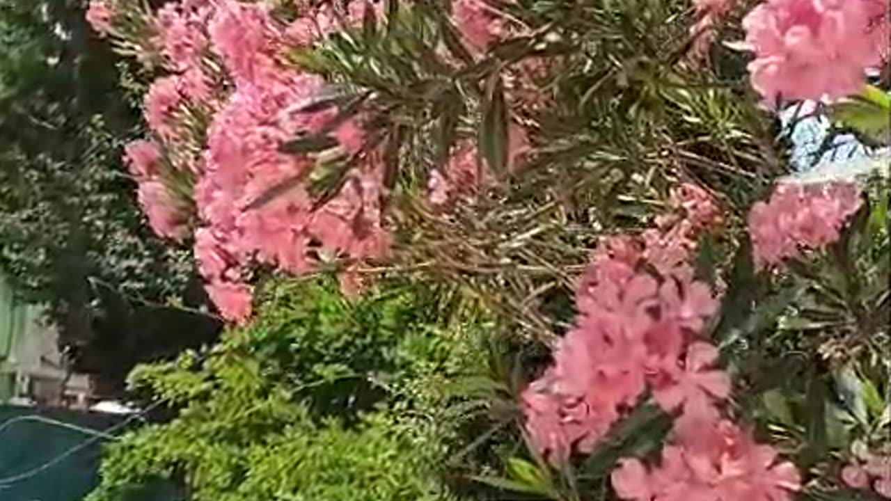 Pink oleander