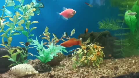 Aquarium fish