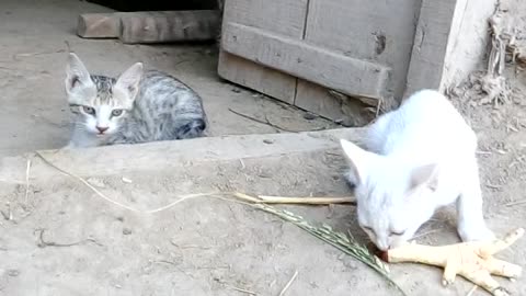 My Colorfull Cats 🐈 Eating Lika a Hungry Dog🐕