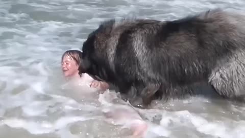 Dog 'Saves' His Little Girl From The Ocean _ The Dodo