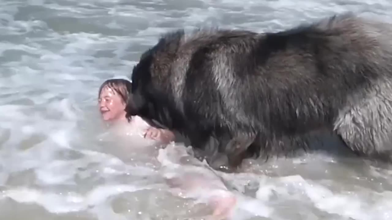 Dog 'Saves' His Little Girl From The Ocean _ The Dodo