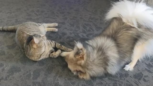 cat and dog friends