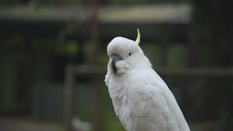 white parrot a torn over his head