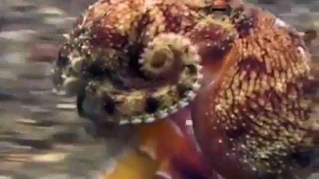 Crazy octopus