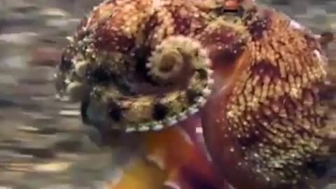 Crazy octopus