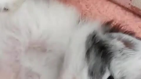 MOTHER KITTEN TAKING CARE ALL HER KIDS