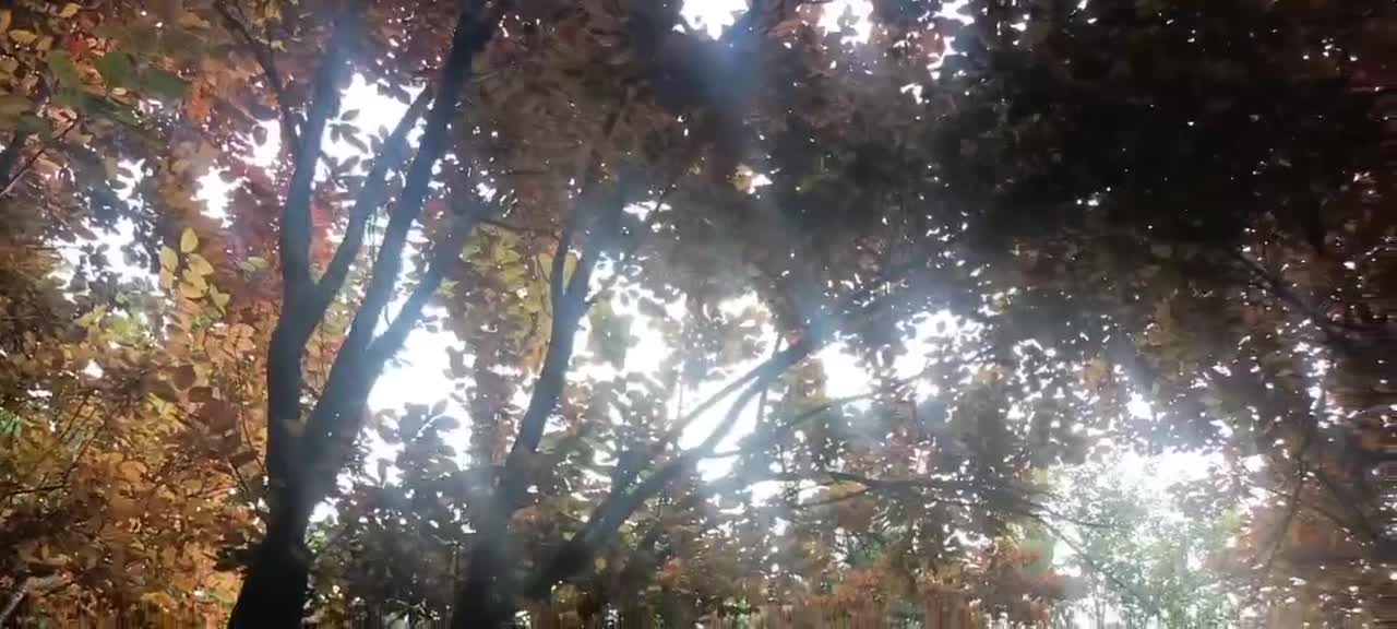 Trees shelter us from the hot sun with their selfless devotion