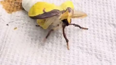 Butterfly or moth hatching from a cacoon