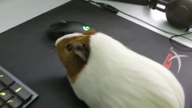 Tiny hided in gaming room to play games !