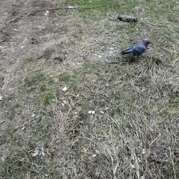 Walks a pigeon on the street in spring.