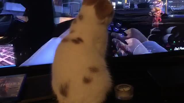 White cat sits in front of car driving video game looks like driving