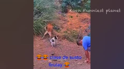 New Funny Animals Dogs And Cats Videos 2023