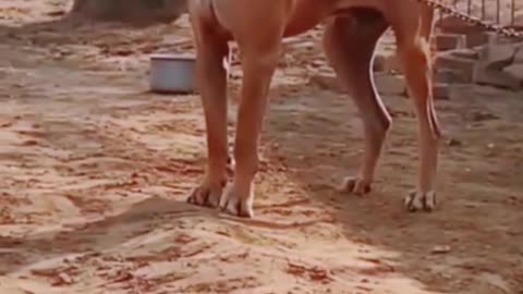 Dog Short Video ll #Short ll puppy Short Video https://puppiesdoglife.blogspot.com/