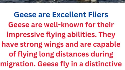 facts about geese....2/12