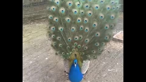 cute baby animals are amazing