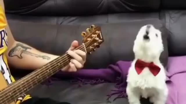 A dog is singing