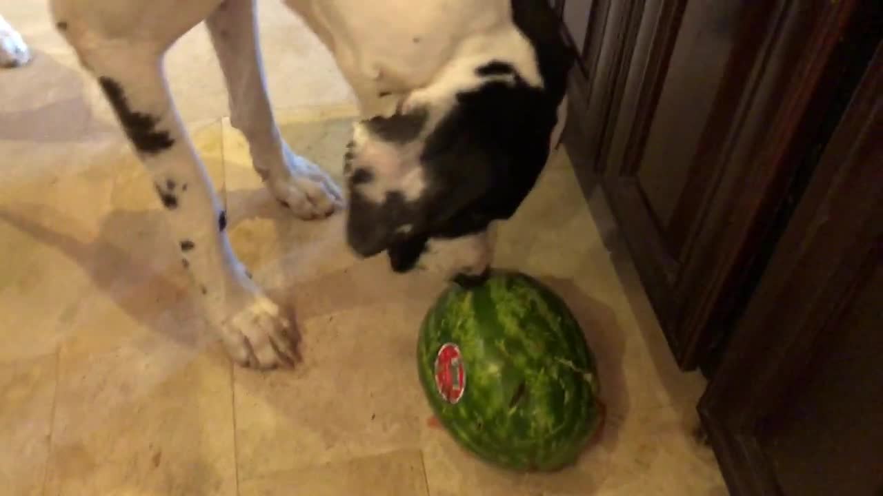 Great Dane puppy devours huge chunk of tasty watermelon