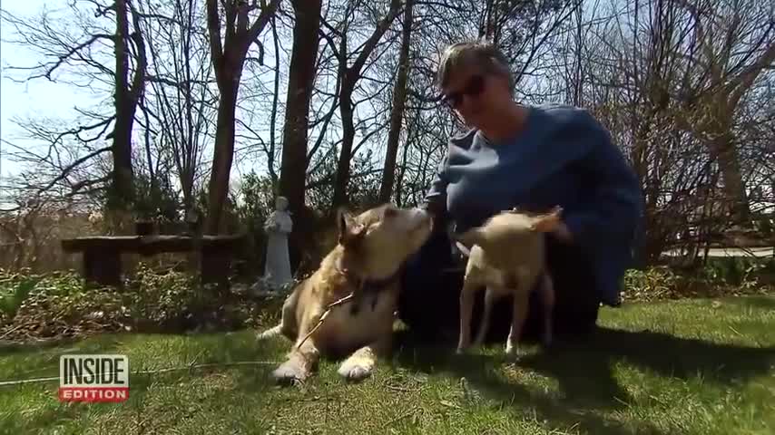 Dogs get tested to see if they'd actually defend their owners during house invasion.