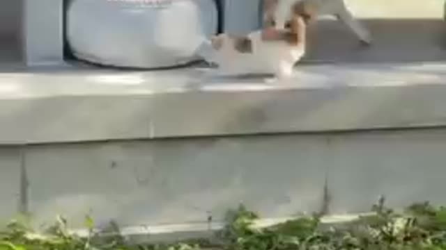 Entligent cat!! And soo cute cat and dog|| cat training #usa#87#shorts#97